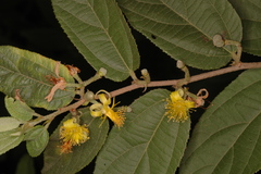 Grewia flavescens